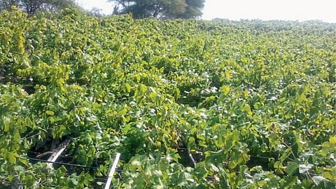 Crop Damage