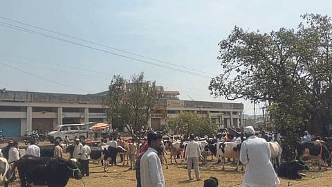 Livestock Market