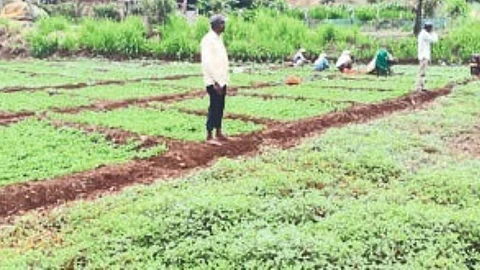 Bogus Seeds