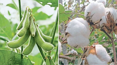Soybean and Cotton