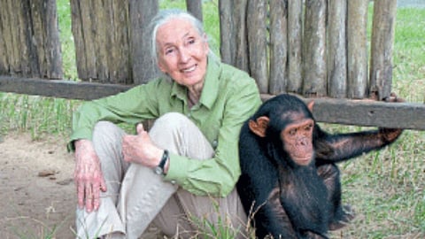 Chimpanzee