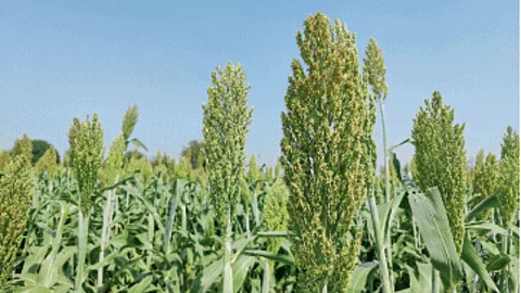 Summer Crop