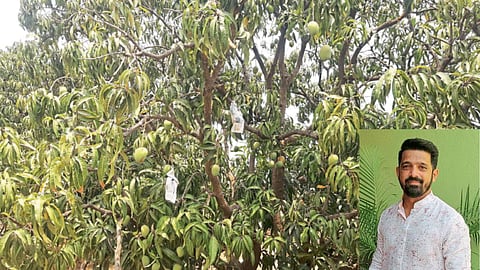 Mango Farming