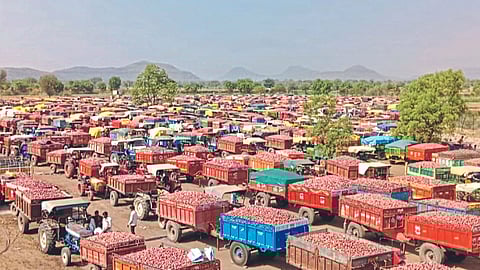 Onion Market