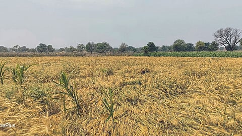 Crop Damage
