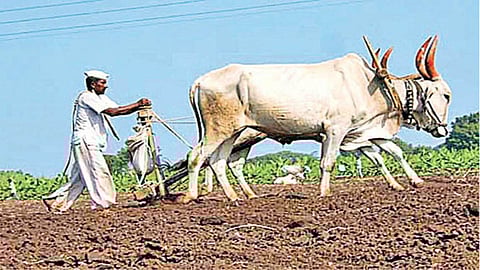Agriculture