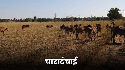 Fodder Shortage