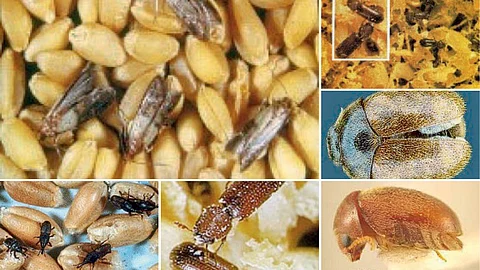 Insects in grain