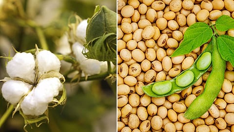 Cotton and Soybean