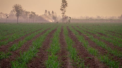 Sugarcane Management