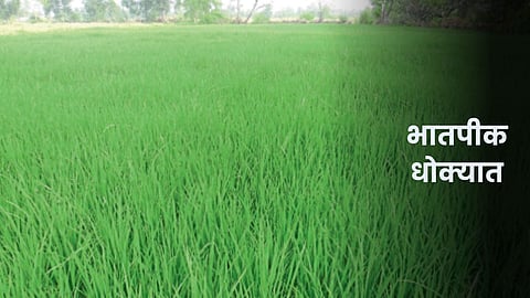 Paddy Crop