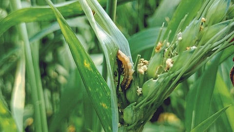 Wheat Production