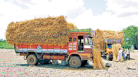 Fodder Shortage