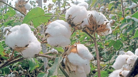 Cotton