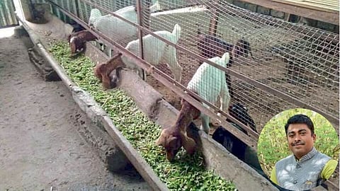Goat Farming