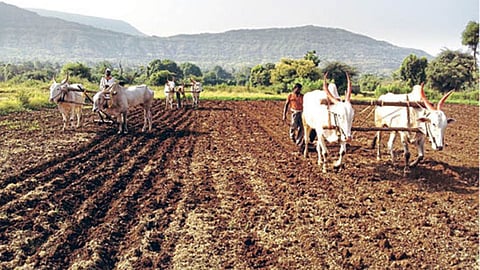 Kharif Season