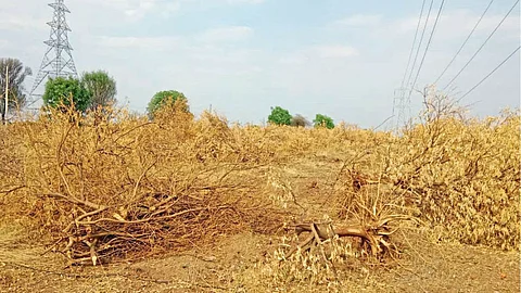 Orchards in Danger