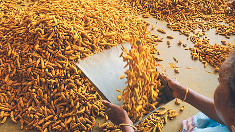 Turmeric Market