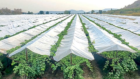 Agriculture Plastic Technology