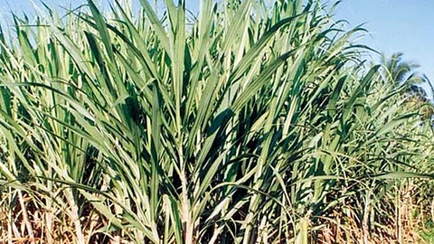 Irrigation Department