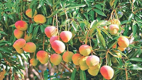 Mango Season