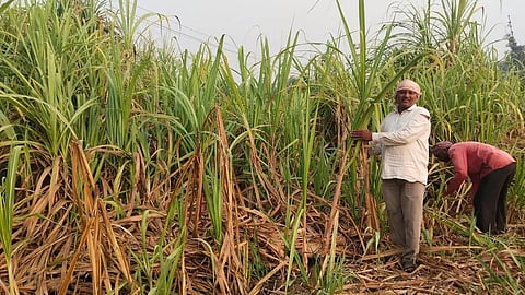 Maharashtra Sugar Production