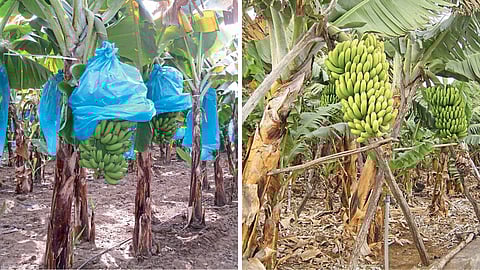 Banana Farming