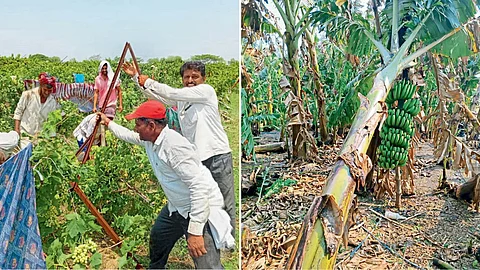 Crop Damage