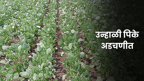 Summer Crop Condition