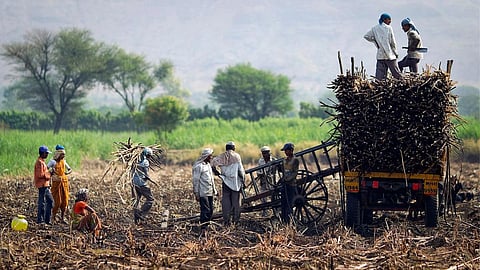 Sugarcane Season