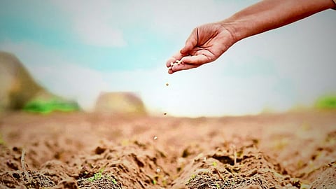 Soybean Sowing
