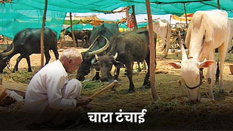 Fodder Shortage