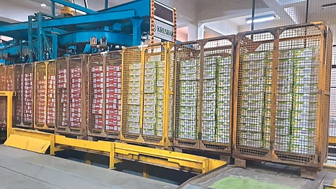 Mango Export
