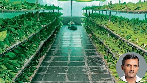 Silk Farming