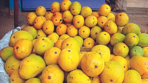 Mango Season