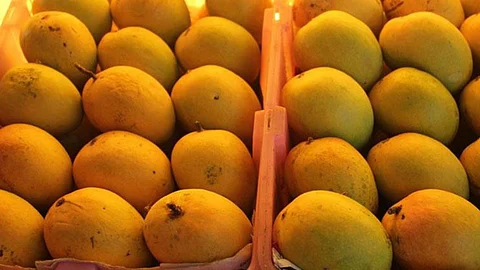 Maharashtra Mango Production