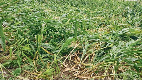 Crop Damage