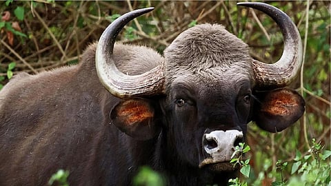 Indian Bison Gaur