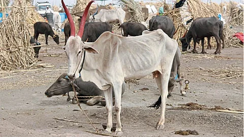 Fodder Issue
