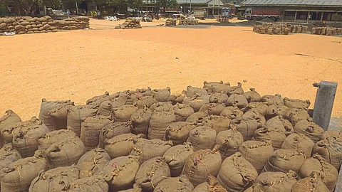 Maize Market