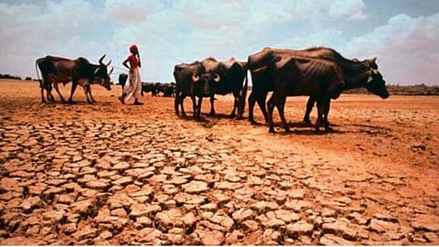 Maharashtra Fodder Shortage