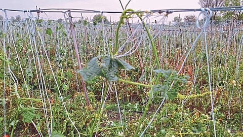 Crop Damage