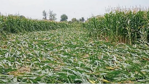 Crop Damage