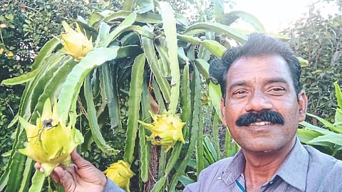 Dragonfruit Farming : दुष्काळात शोधला ड्रॅगनफ्रूटचा हुकमी पर्याय