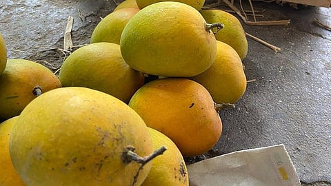 Hapoos Mango Prices