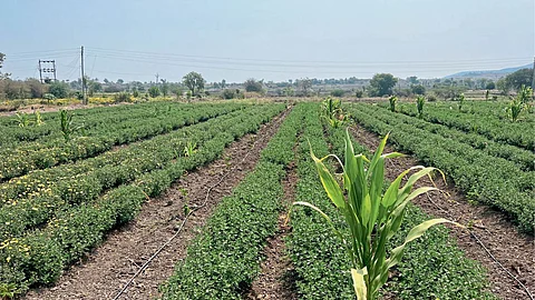 Flower Farming
