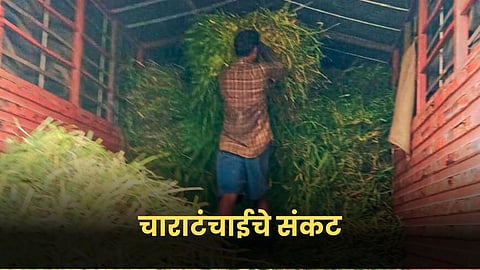 Fodder Shortage