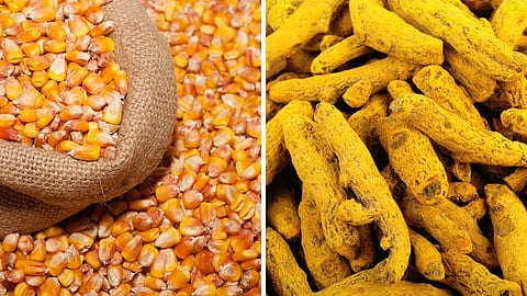 Maize Turmeric