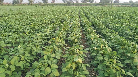 Soybean Sowing