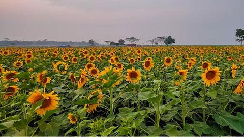 Sunflower Farming
